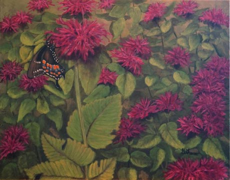 Bee Balm and Butterfly - Spicebush Swallowtail