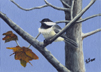 Fall Chickadee