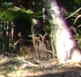dsc01136abc.jpg