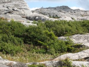 The_summit_just_below_the_jct._of_the_Dublin_And_Marlboro_trails__Jim_Johnson_photo.jpg