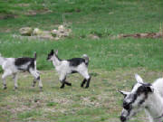 4goats88.jpg