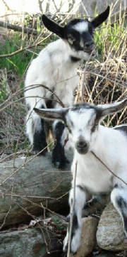 BabyGoats.jpg