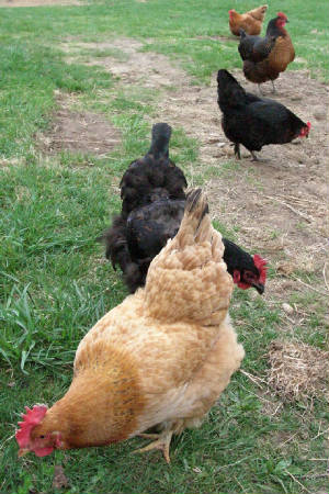 Chickens.jpg