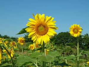 Sunflower193.jpg