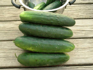 cukes08.jpg