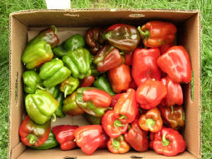 peppers08.jpg
