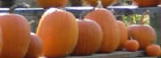 pumpkins17.jpg