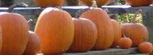 pumpkins17.jpg