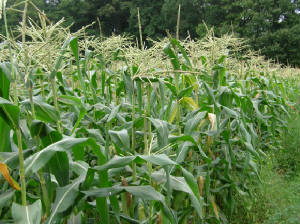 sweetcorn.jpg