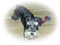 pet_sitting_by_sue001001.jpg