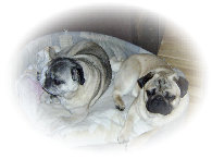 pet_sitting_by_sue001002.jpg