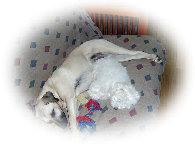 pet_sitting_by_sue001003.jpg