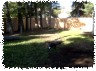 pet_sitting_by_sue003002.jpg