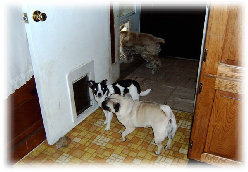 pet_sitting_by_sue004002.jpg