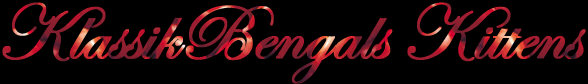 klassikbengalskittenslg.jpg
