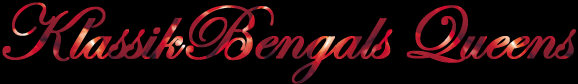 klassikbengalsqueenslg.jpg