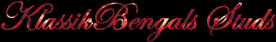 klassikbengalsstudslg.jpg